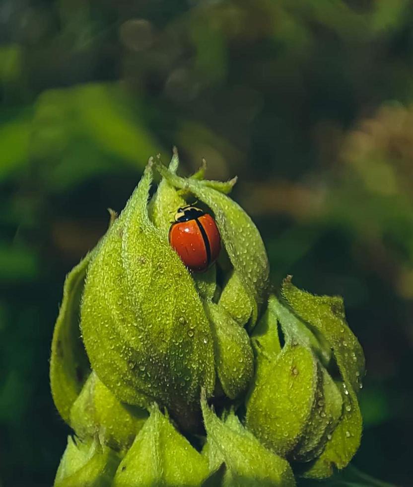 mariquita bettle insecto foto gratis