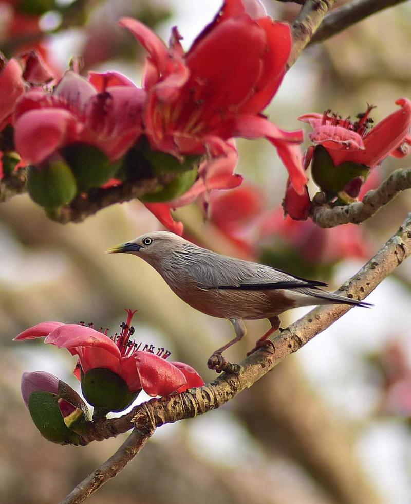 Chestnut tailed starling sitting on the branch in the forest photo