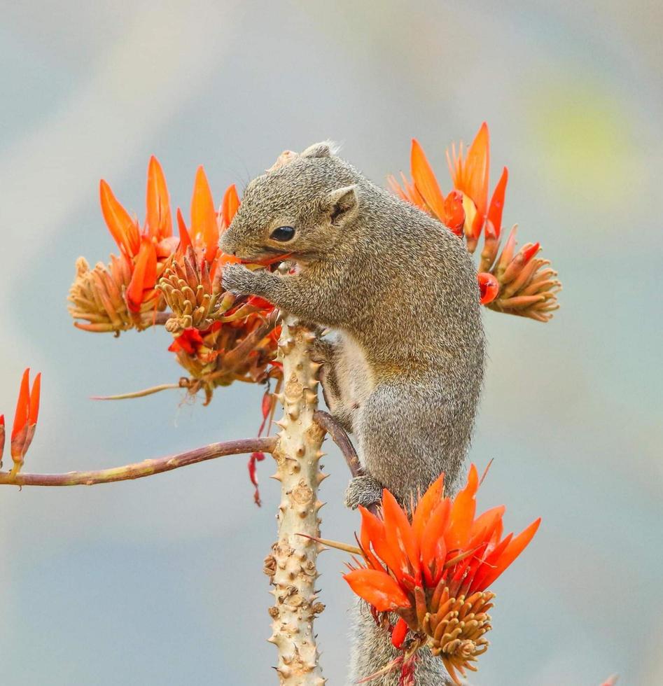 Squireel free photo