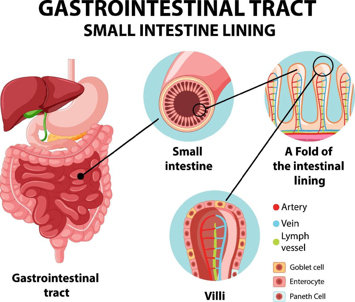 Diagram showing gastrointestinal tract vector