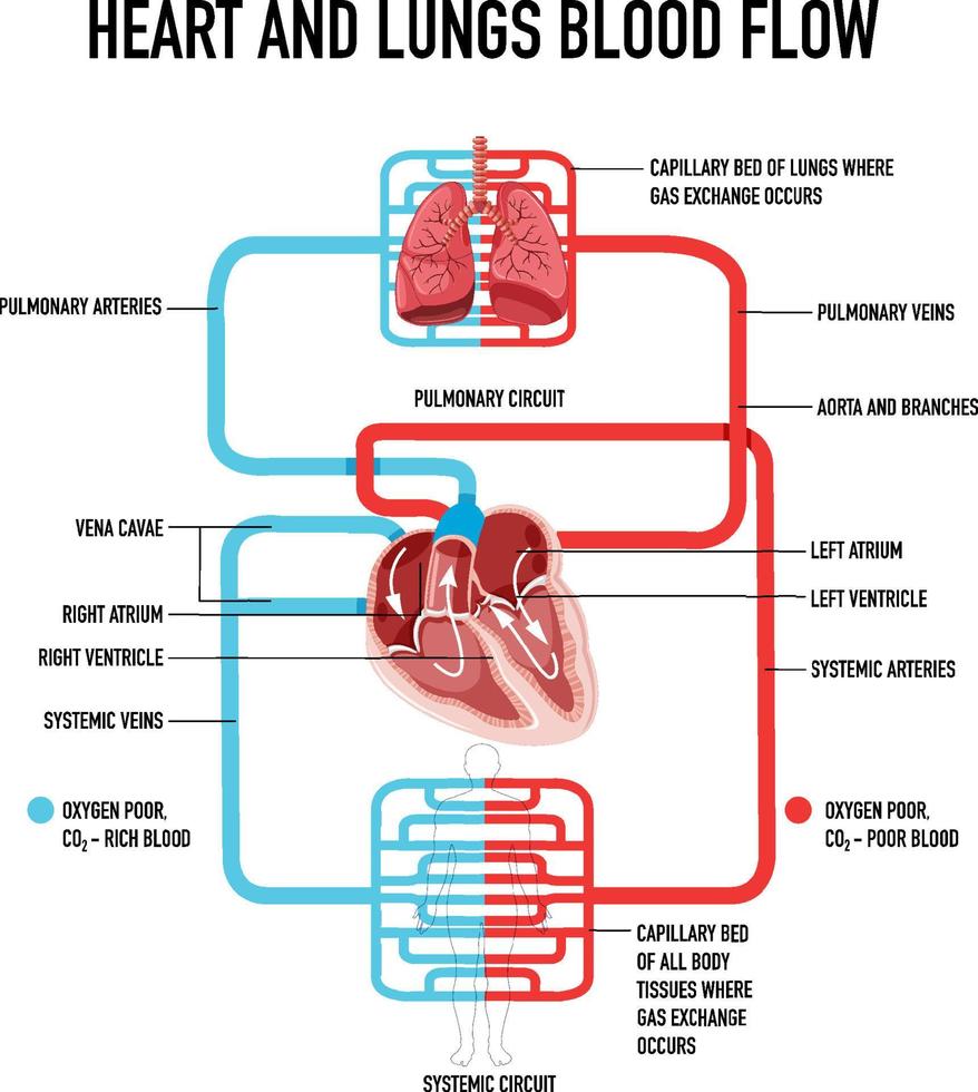 Diagram showing heart and lungs blood flow vector