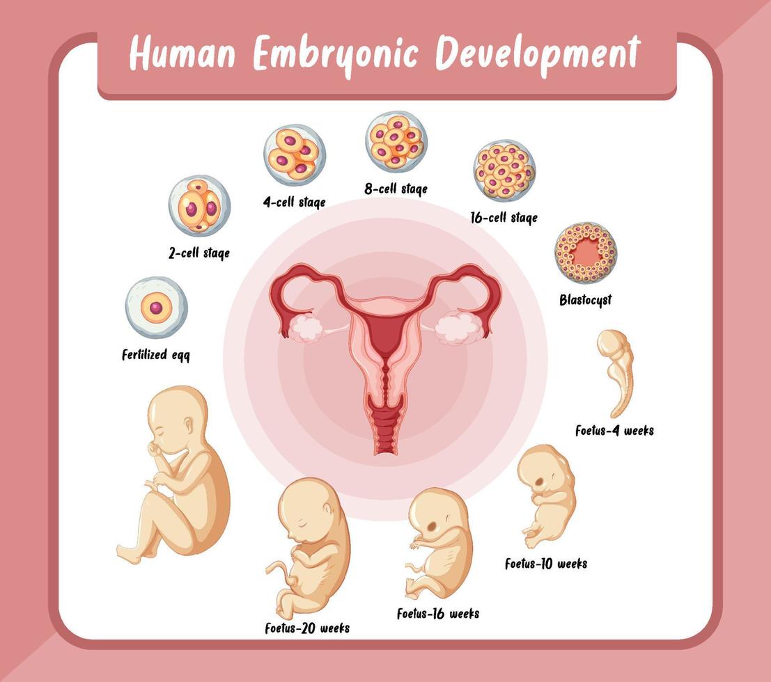 desarrollo embrionario humano en infografía humana vector