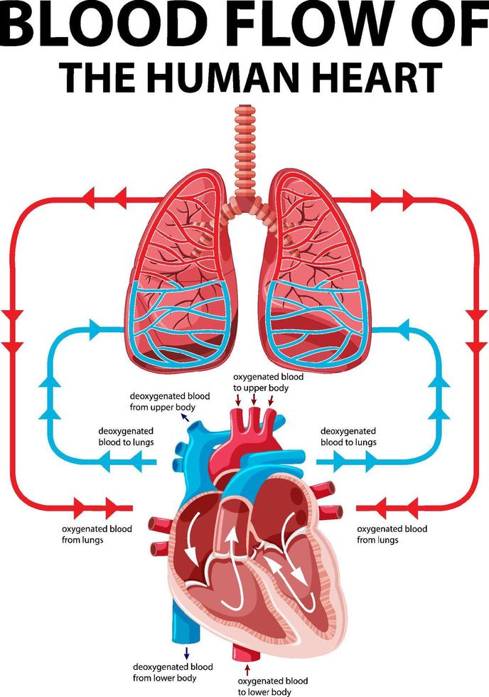 Diagram showing blood flow of human heart vector