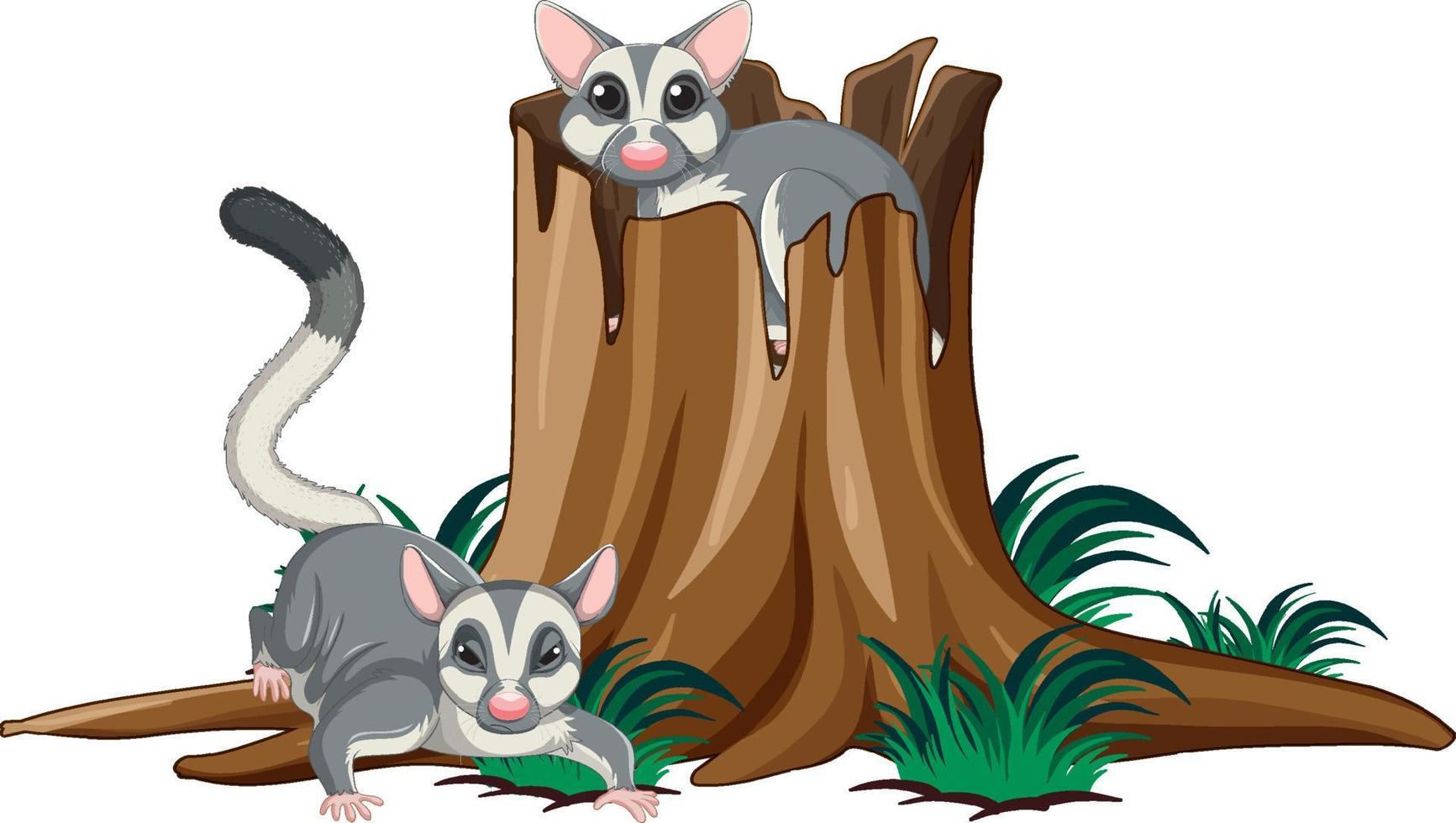Two sugar gliders in the park vector