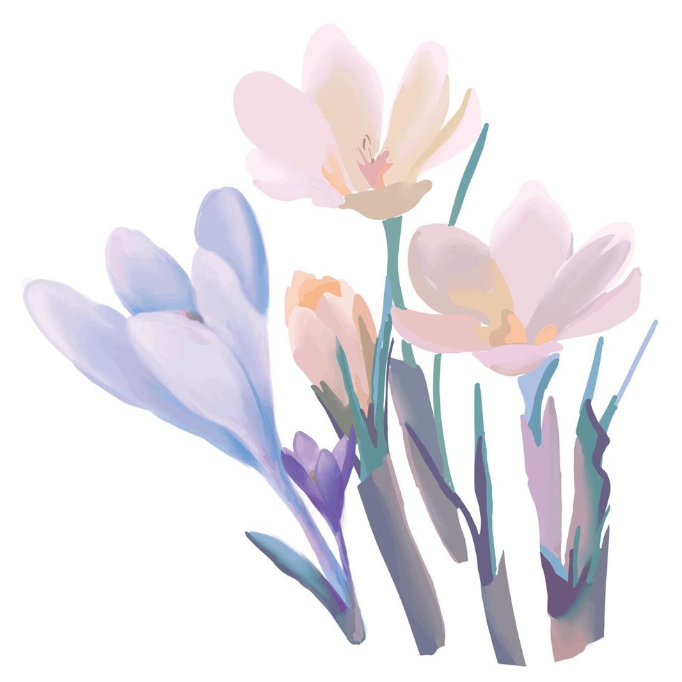 flores de primavera azafranes amarillos y blancos, flor de azafrán de especias aislada en fondo blanco vector