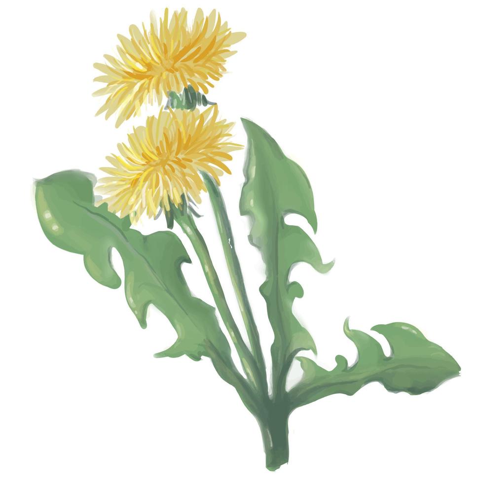 yellow dandelion, spring blooming flower, vector