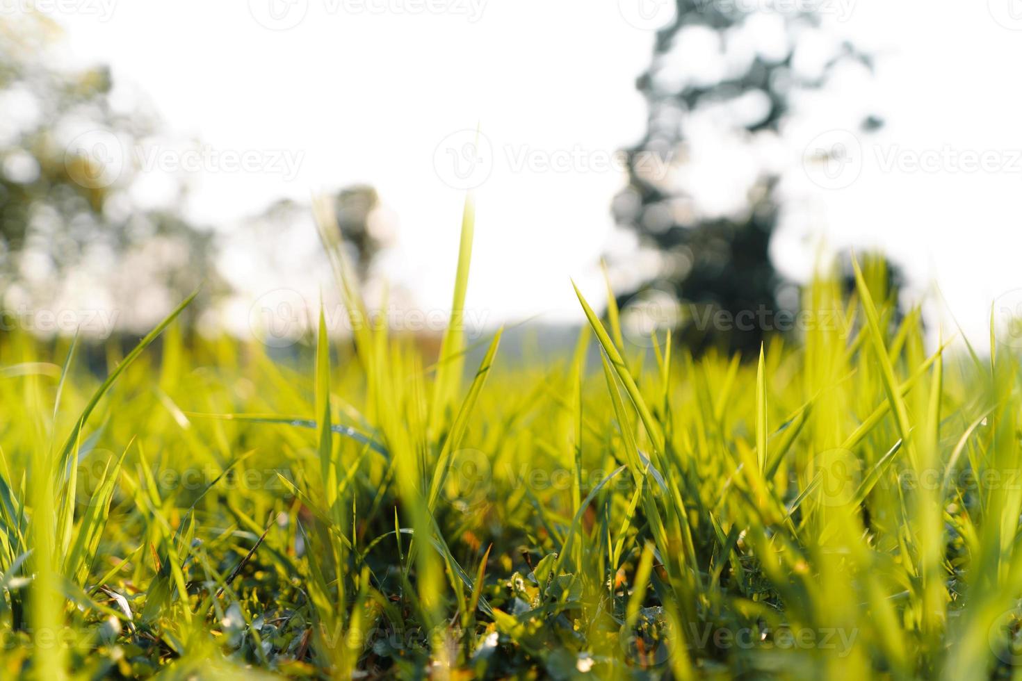 Green grass garden in spring photo