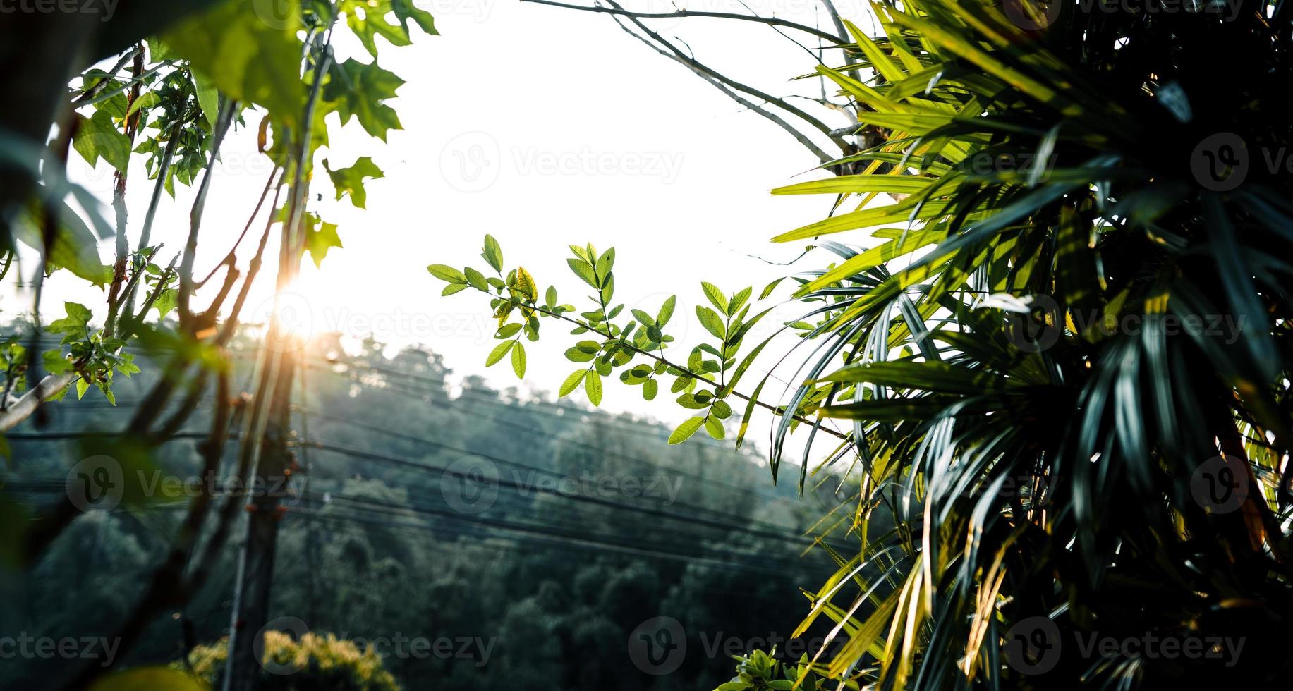 jardín de hierba verde en primavera foto