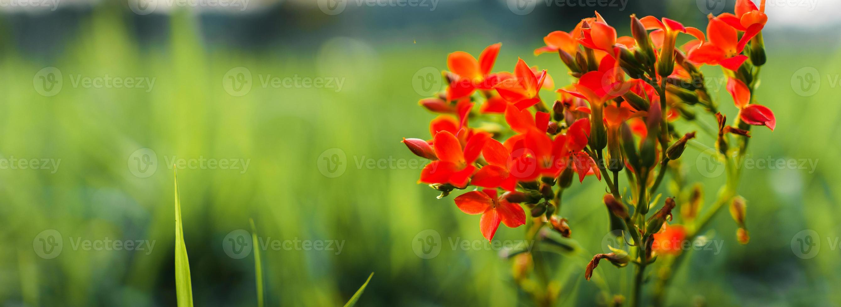 flowers in the spring and grass background photo