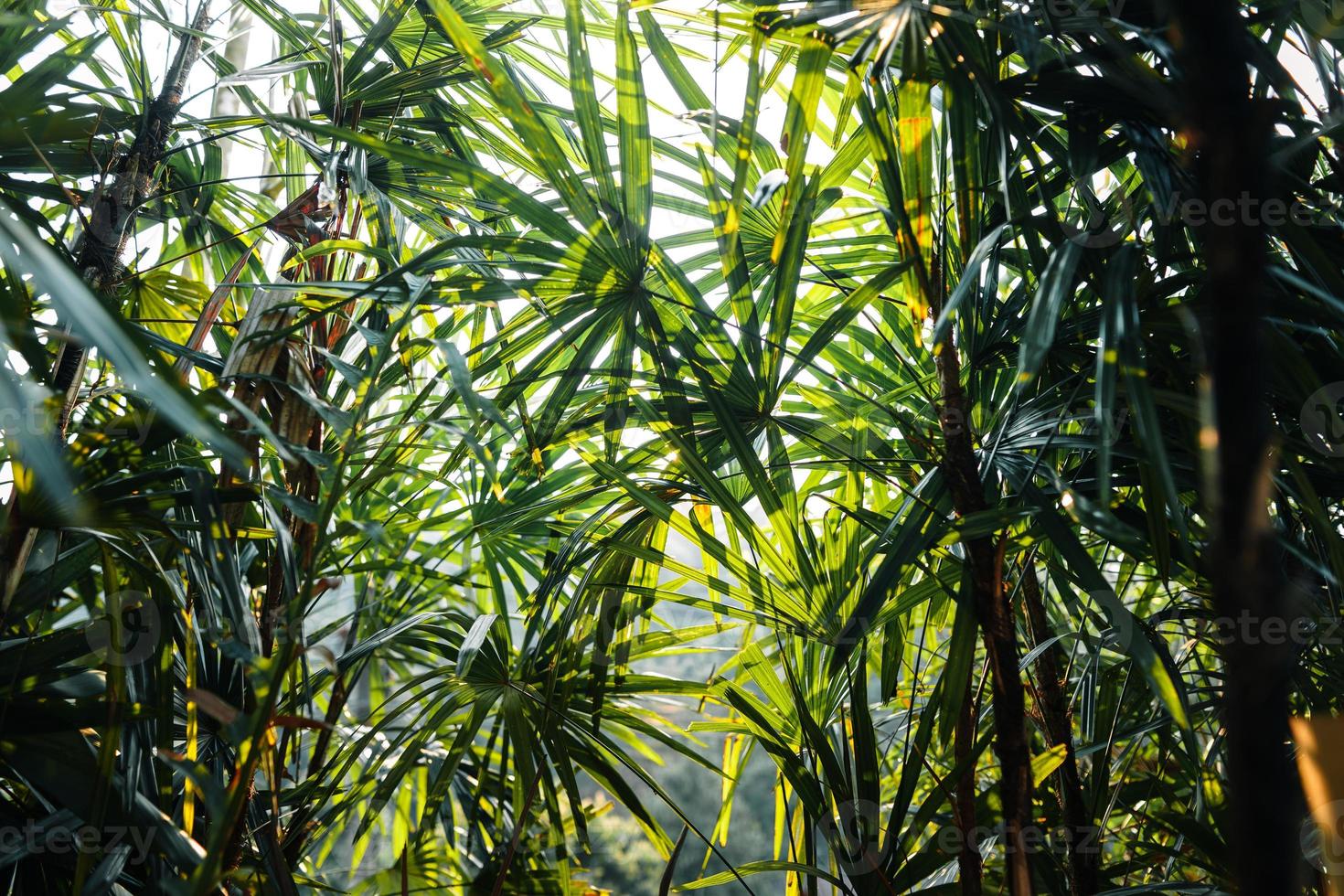Closeup Nature View Of Tropical Leaf Background photo