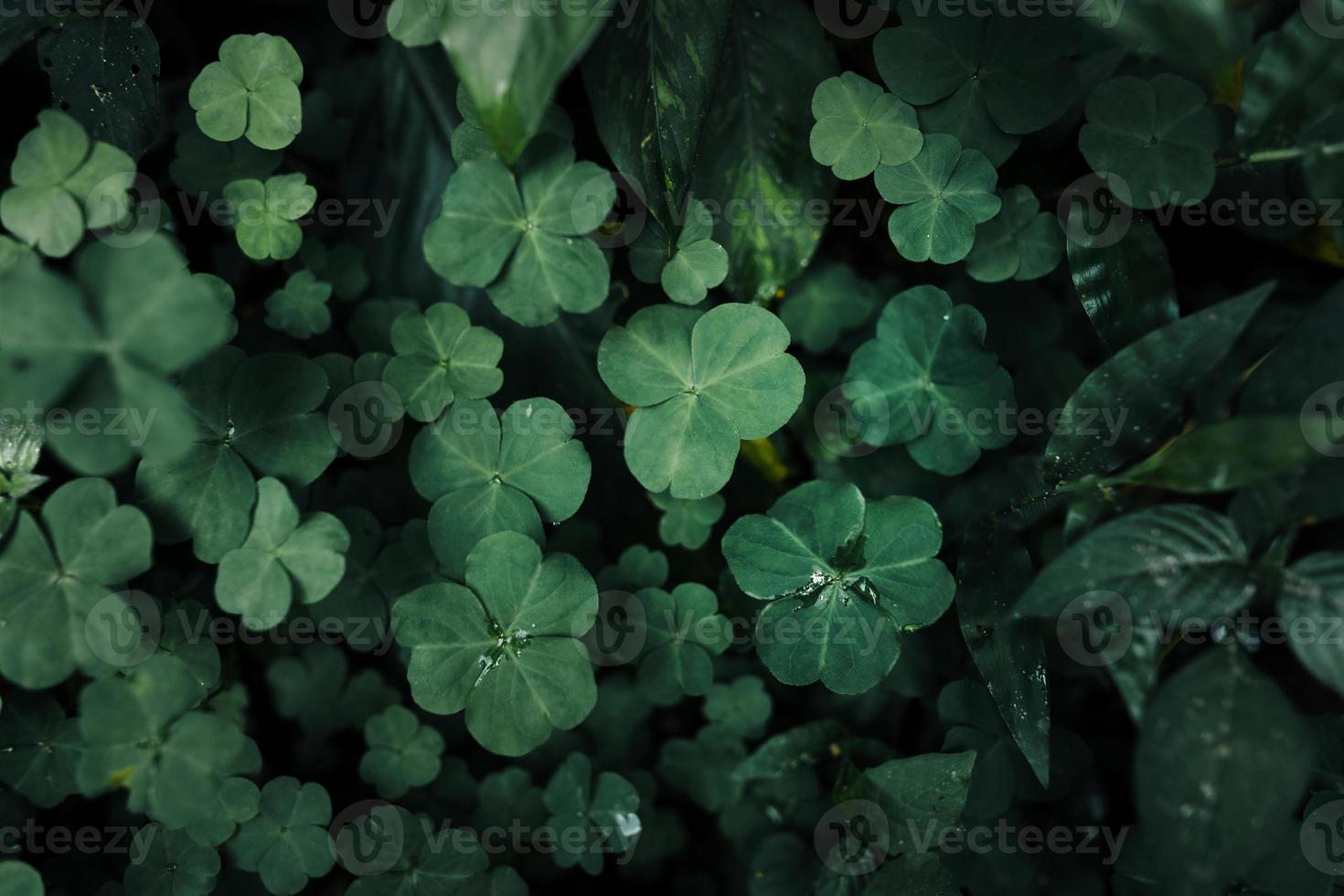 Closeup Nature View Of Tropical Leaf Background photo