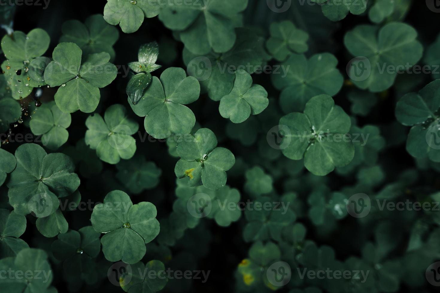 Closeup Nature View Of Tropical Leaf Background photo