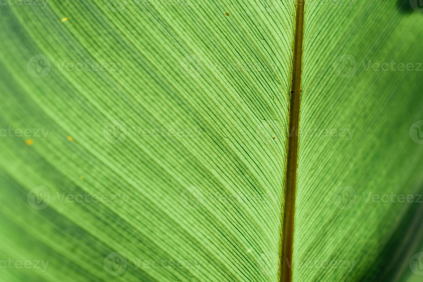 Closeup Nature View Of Tropical Leaf Background photo