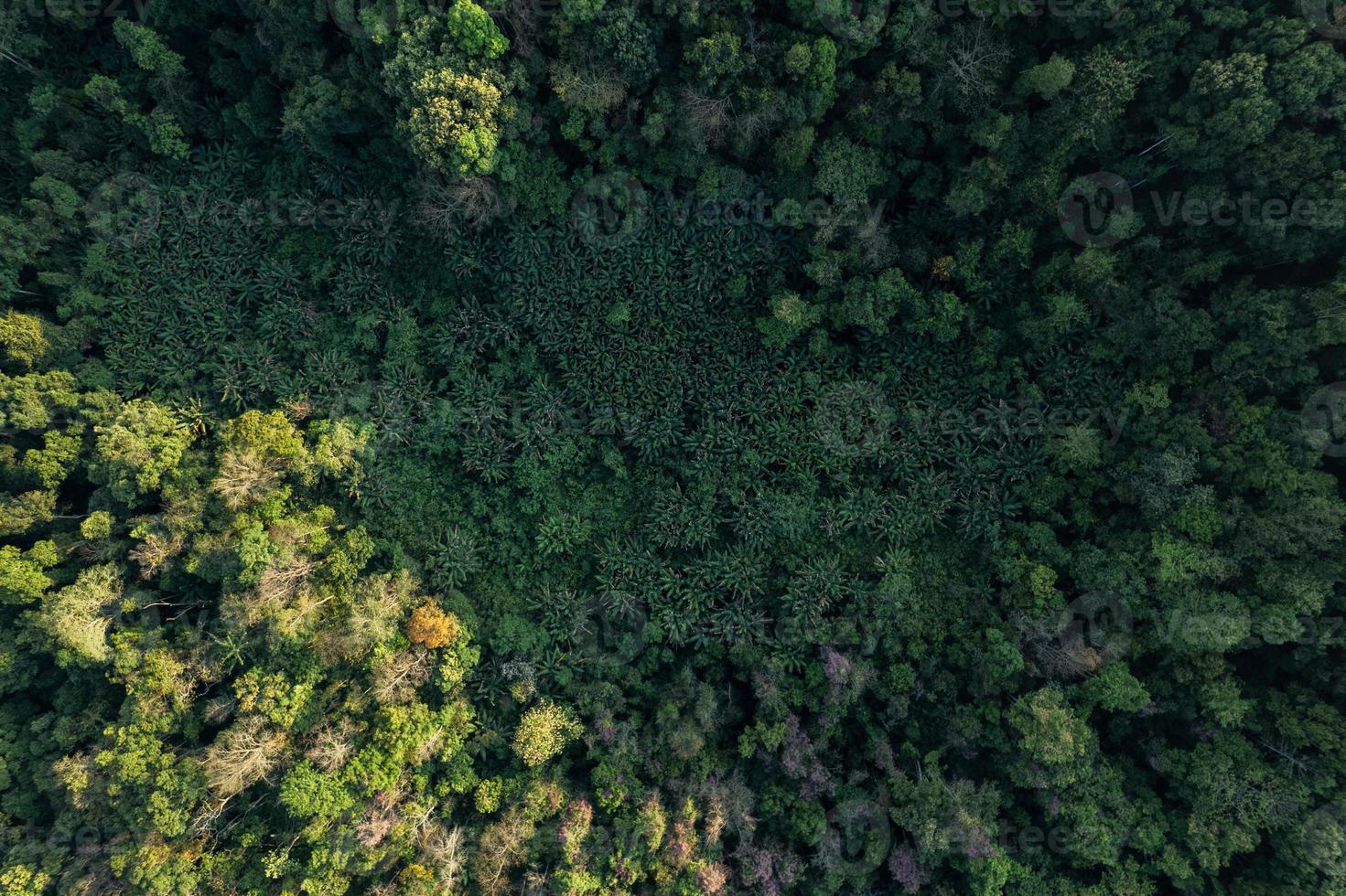 high angle tropical forest and road into the forest photo