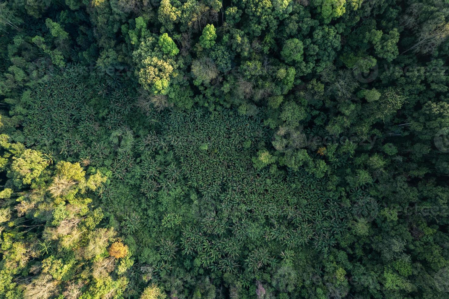 high angle tropical forest and road into the forest photo