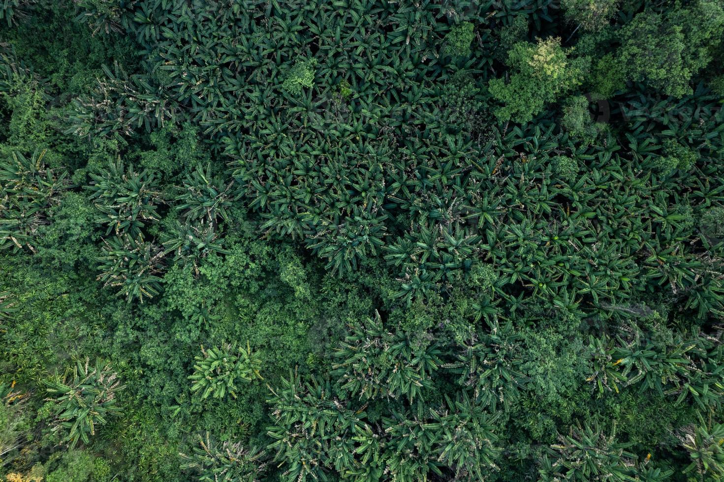 high angle tropical forest and road into the forest photo