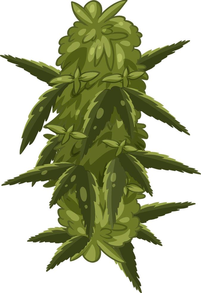 planta de cannabis sobre fondo blanco vector