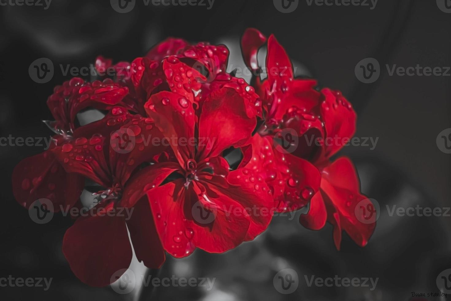 red flowers after rain photo