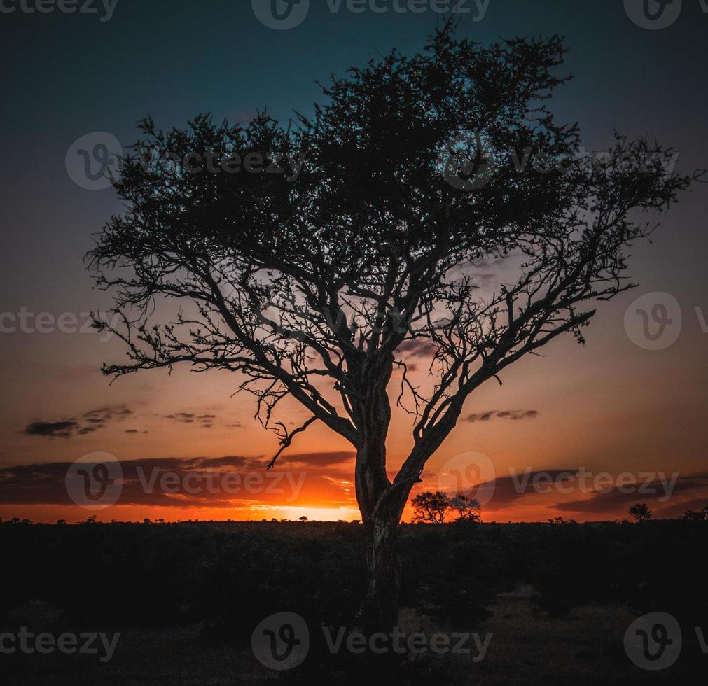 árbol al amanecer foto