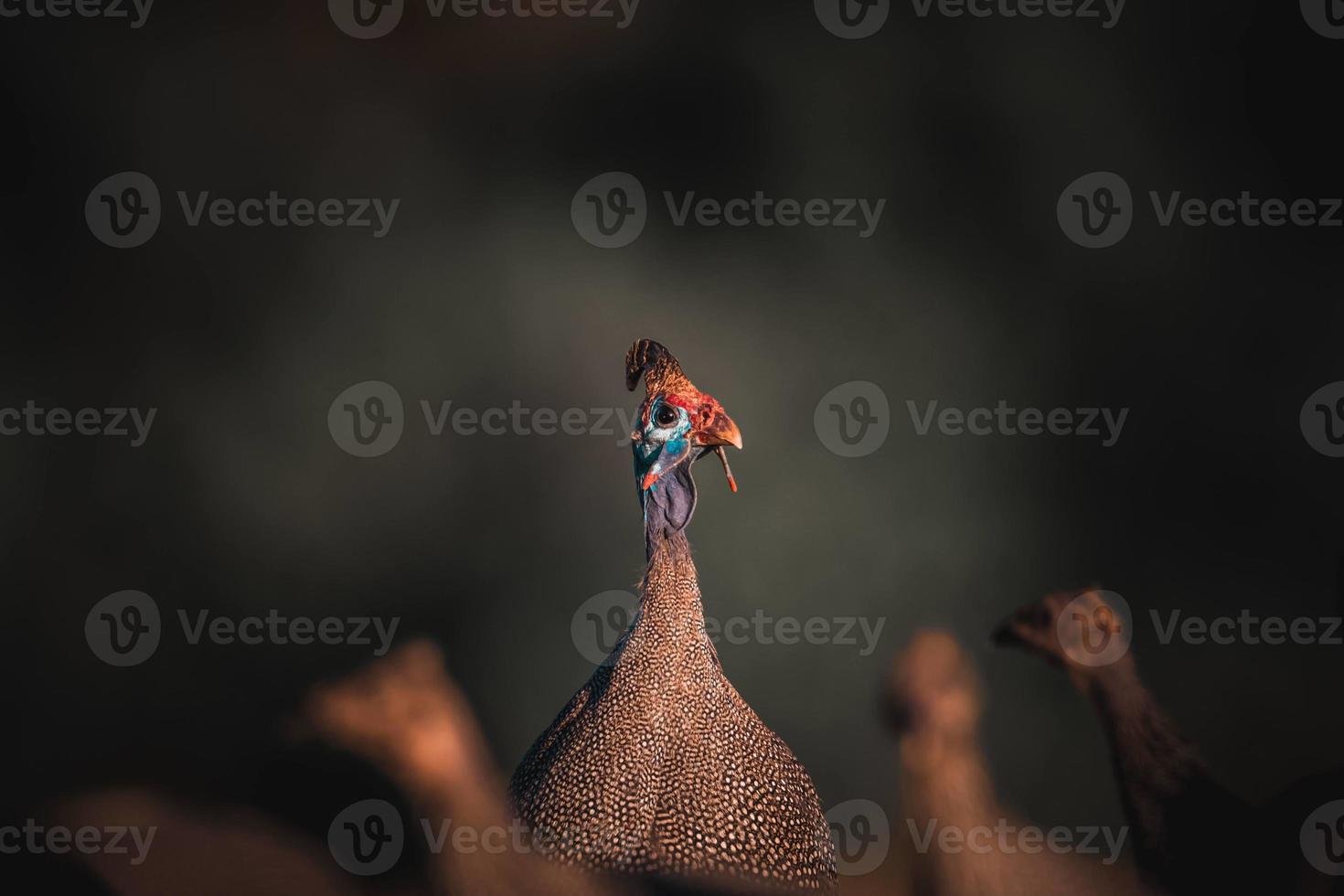 Helmeted Guinea fowl photo