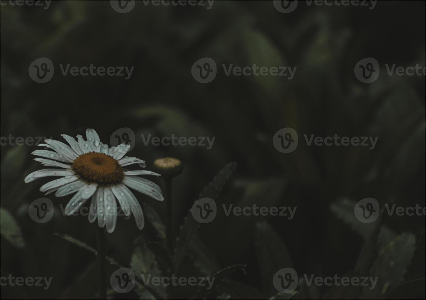 Daisy after summer rains photo