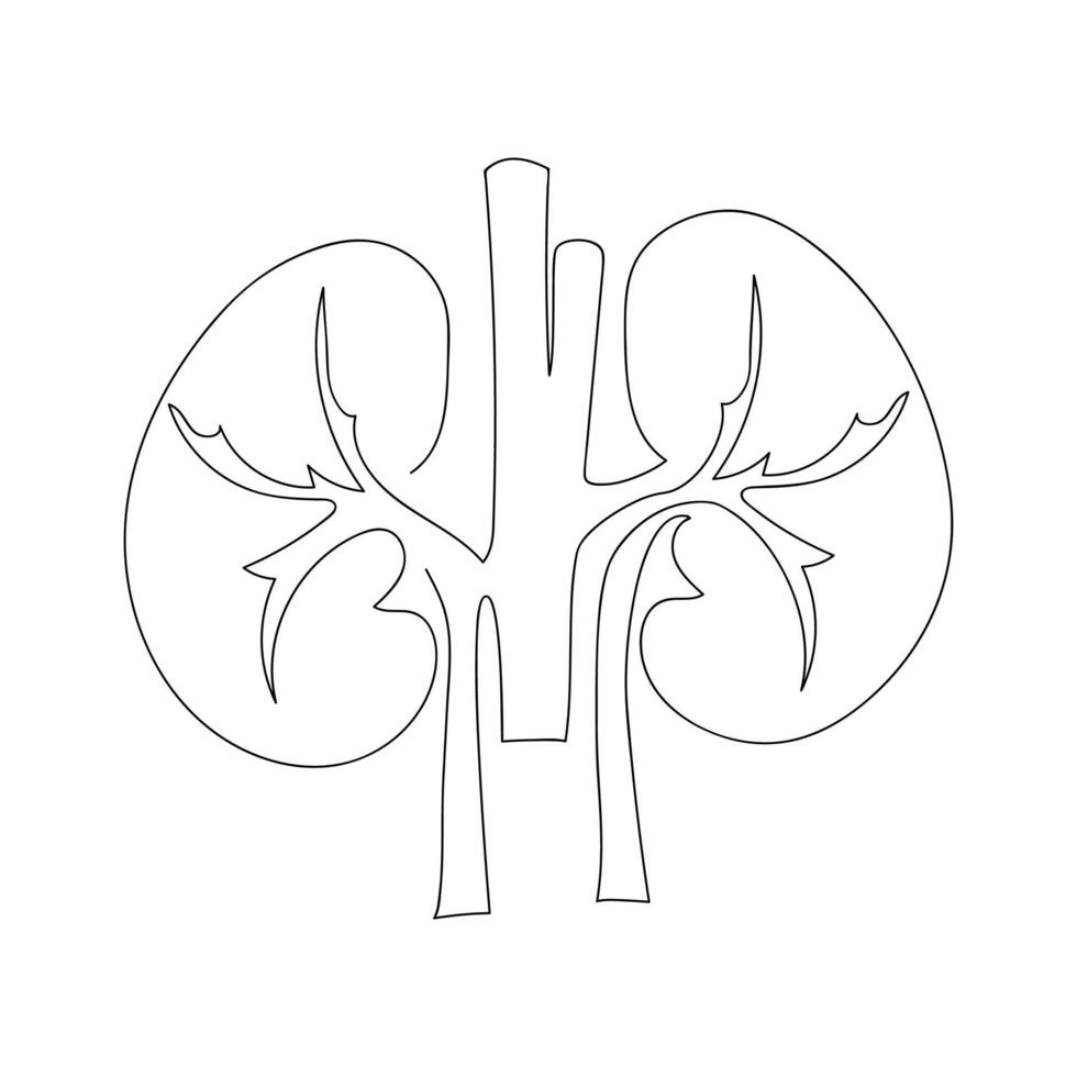 Kidneys human organ drawn by one line. Anatomical sketch. Continuous line drawing art. Simple vector illustration.