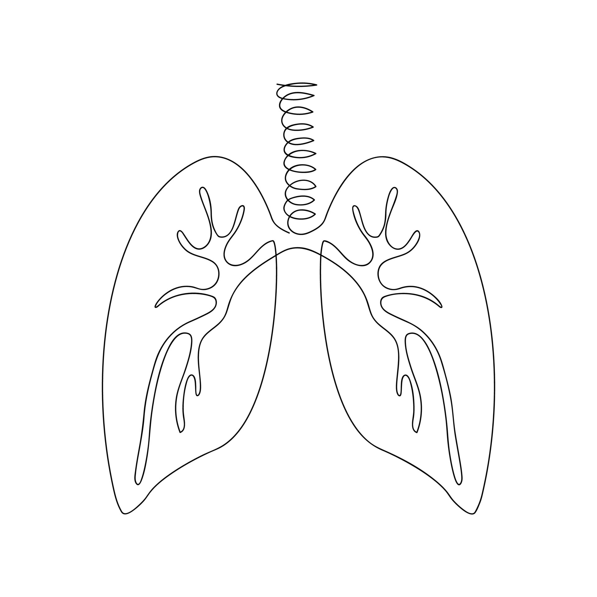 Sketch Human Organs Lung Material Free PNG And Clipart Image For Free  Download  Lovepik  401684049