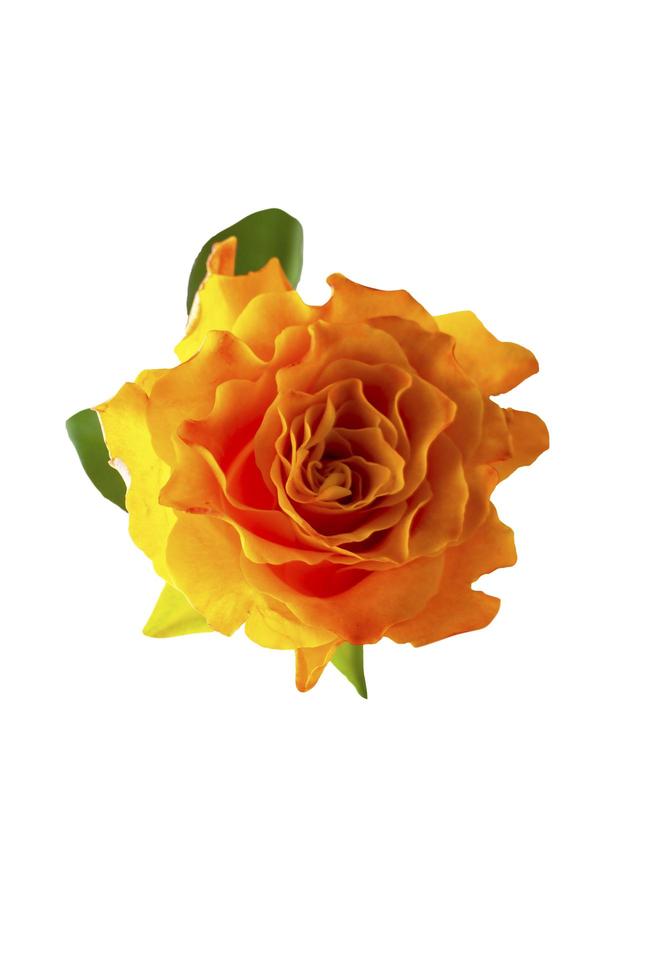 single orange rose