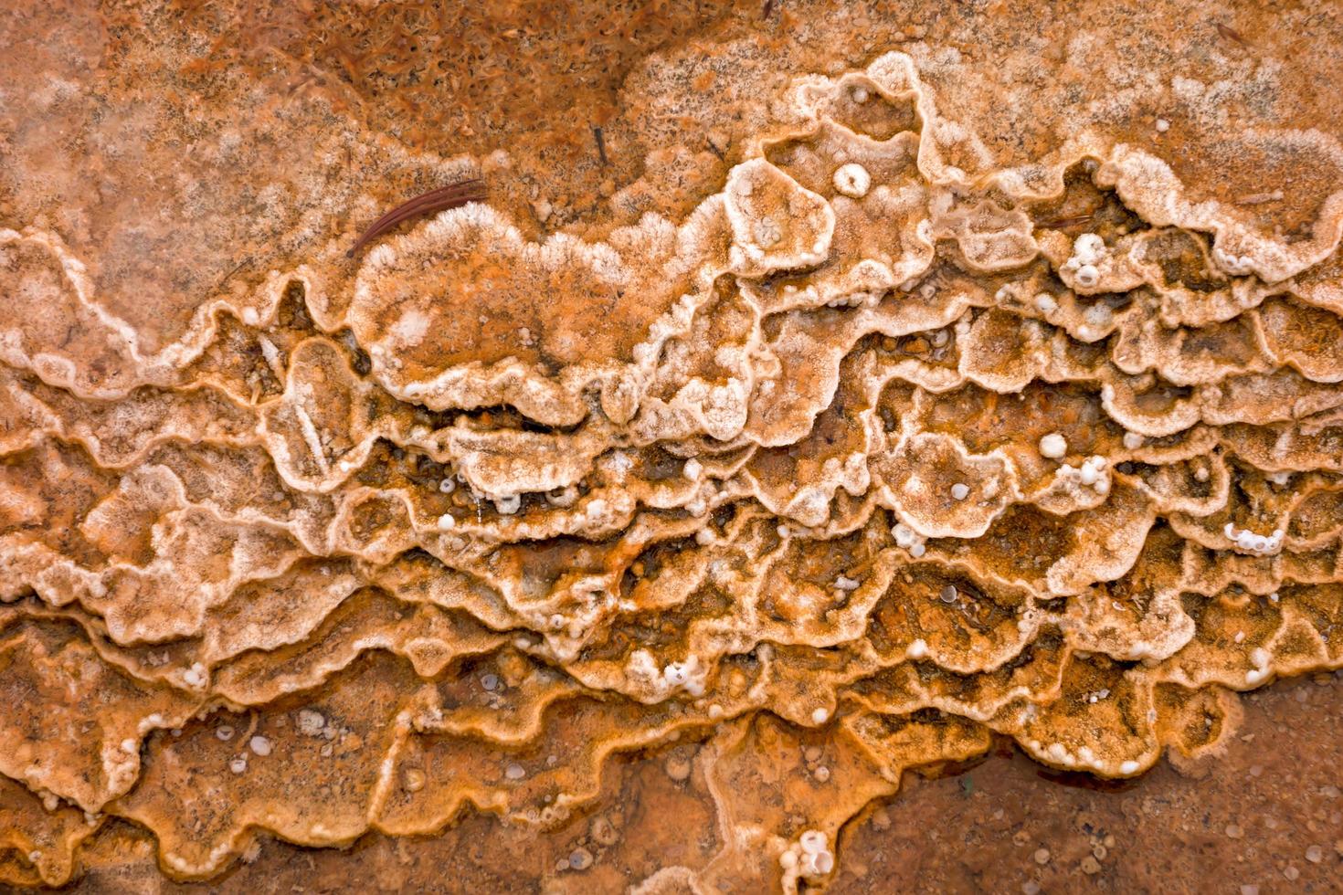 Mammoth Hot Springs photo