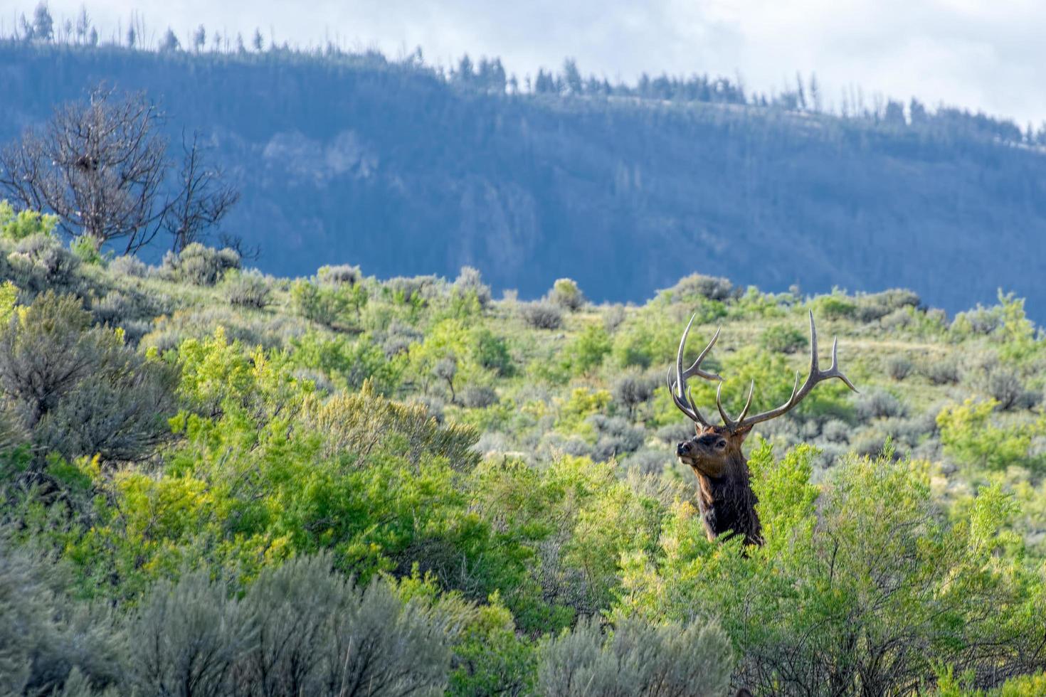 Elk or Wapiti in Yellowstone photo