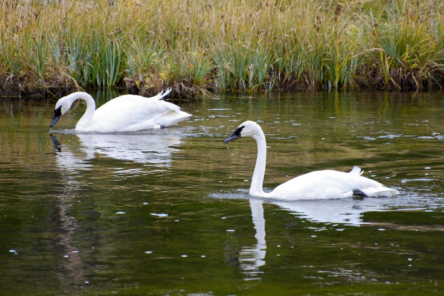 Trumpeter Swans in Yellowstone photo