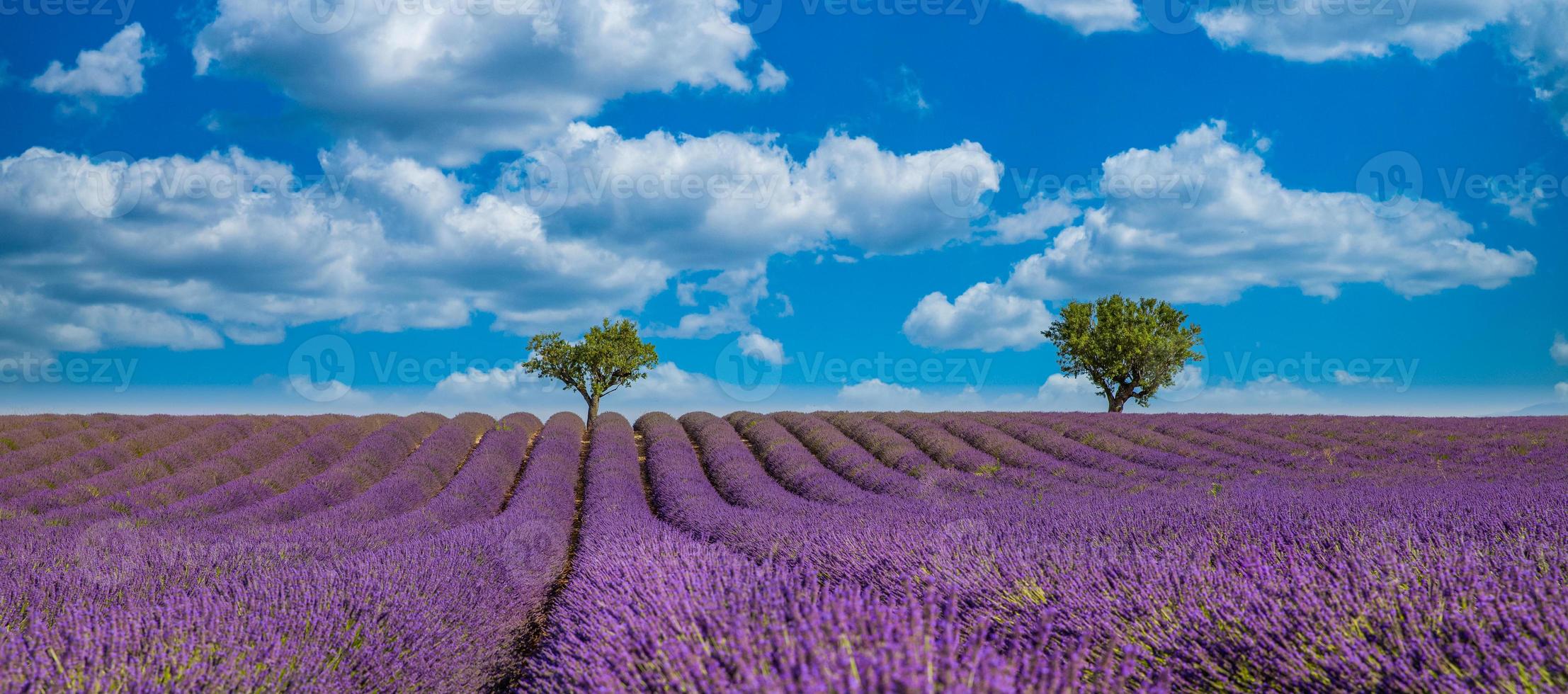 Panoramic view of French lavender field. Bright blue sky violet lavender field and trees in Provence, France, Valensole. Summer nature landscape, amazing nature photo