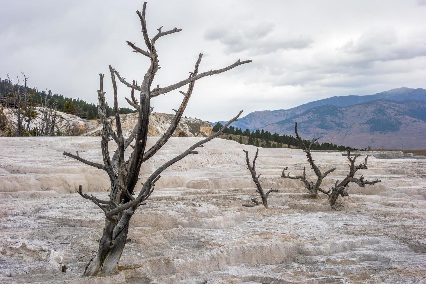 Mammoth Hot Springs foto