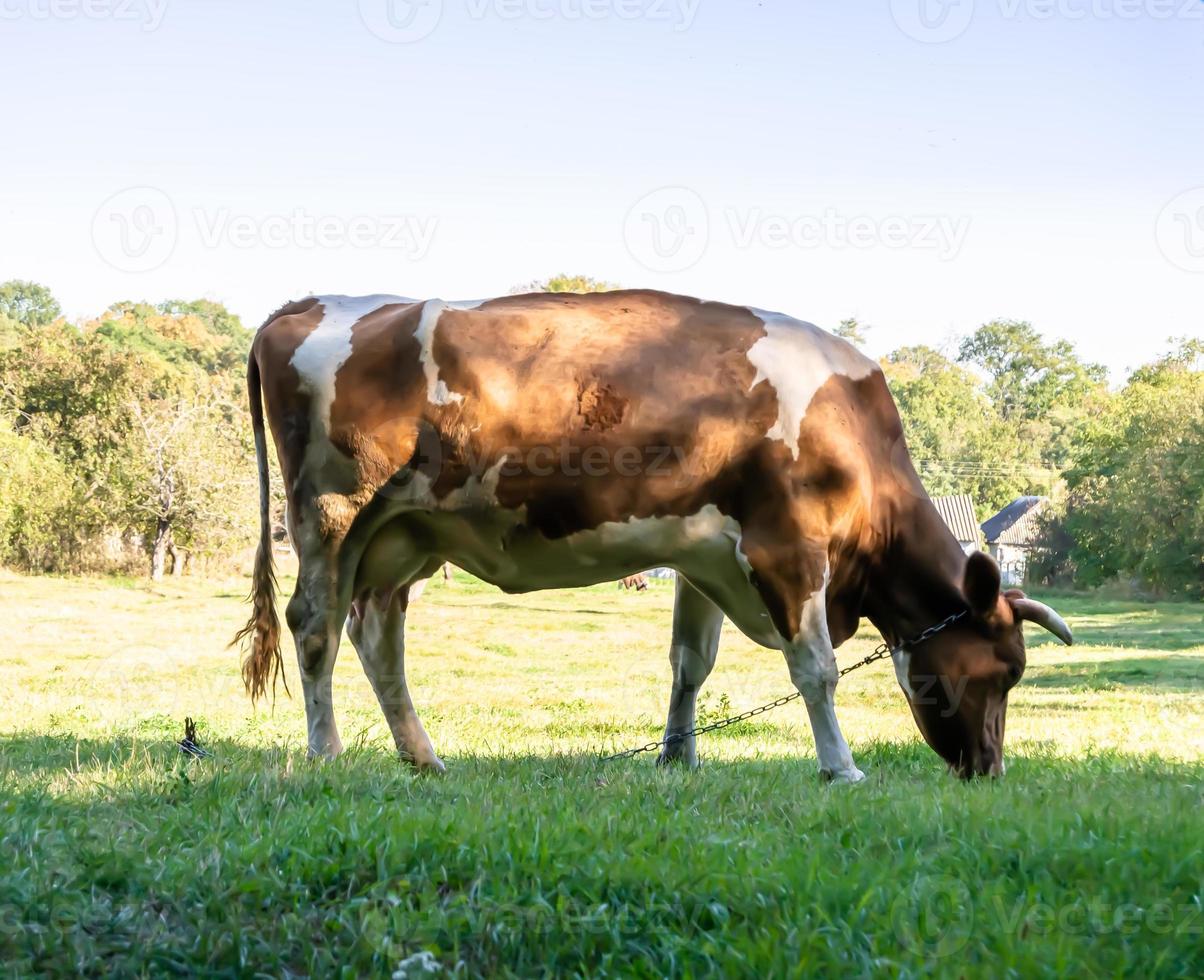 fotografía sobre el tema hermosa gran vaca lechera foto