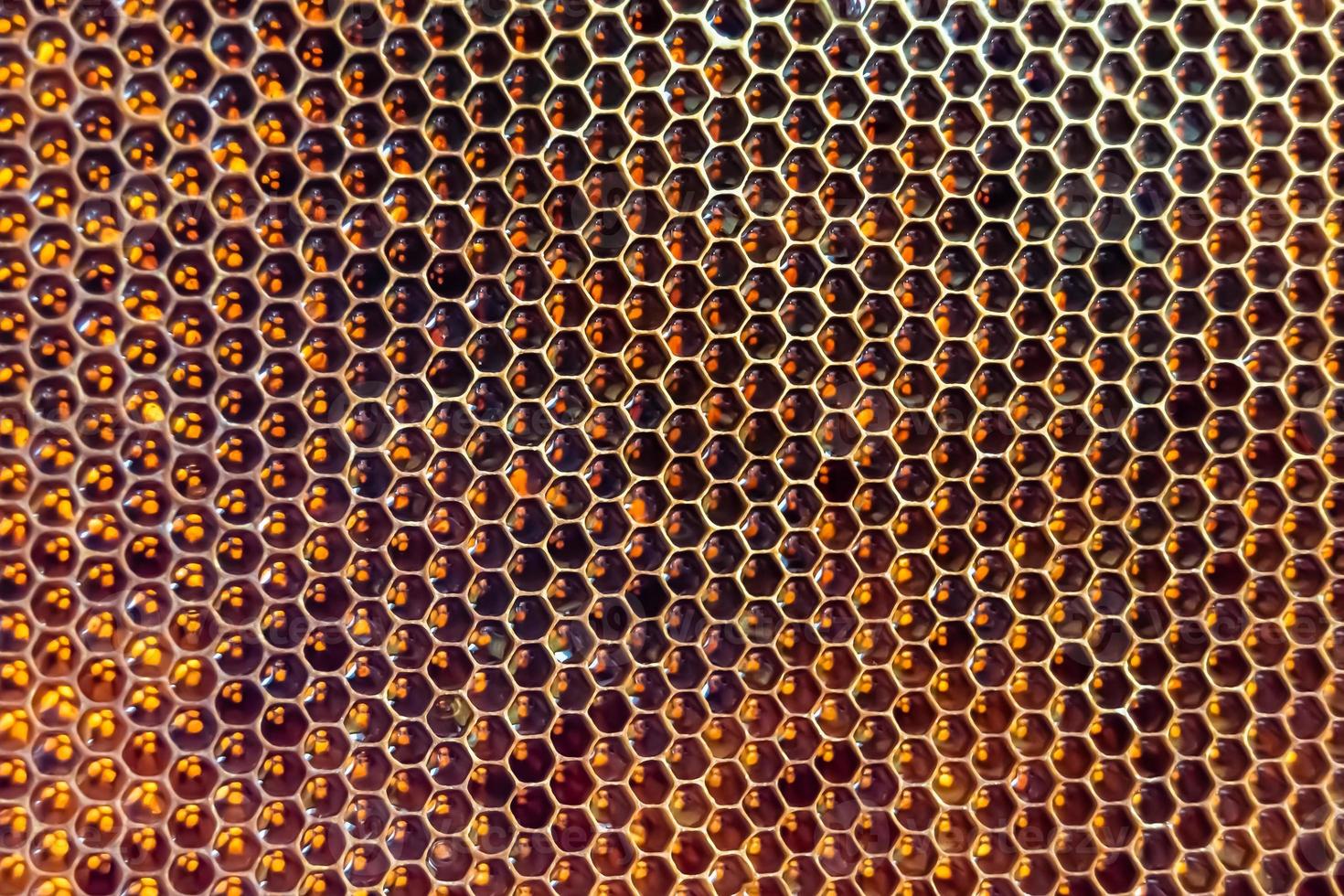 Honeycomb from bee hive filled with golden honey photo