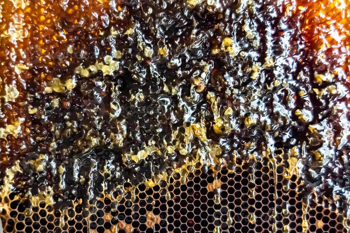 Honeycomb from bee hive filled with golden honey photo