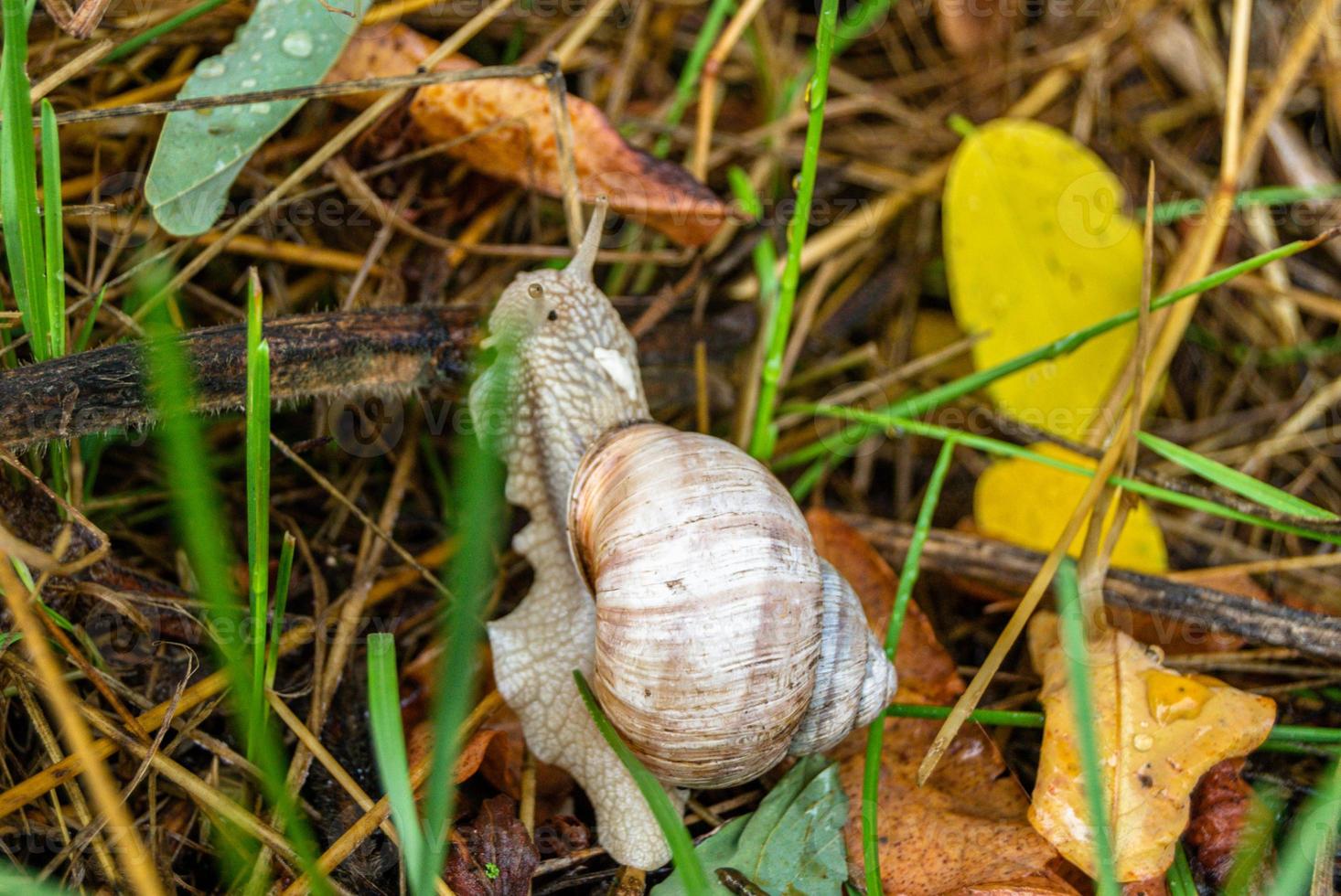 Big garden snail in shell crawling on wet road photo