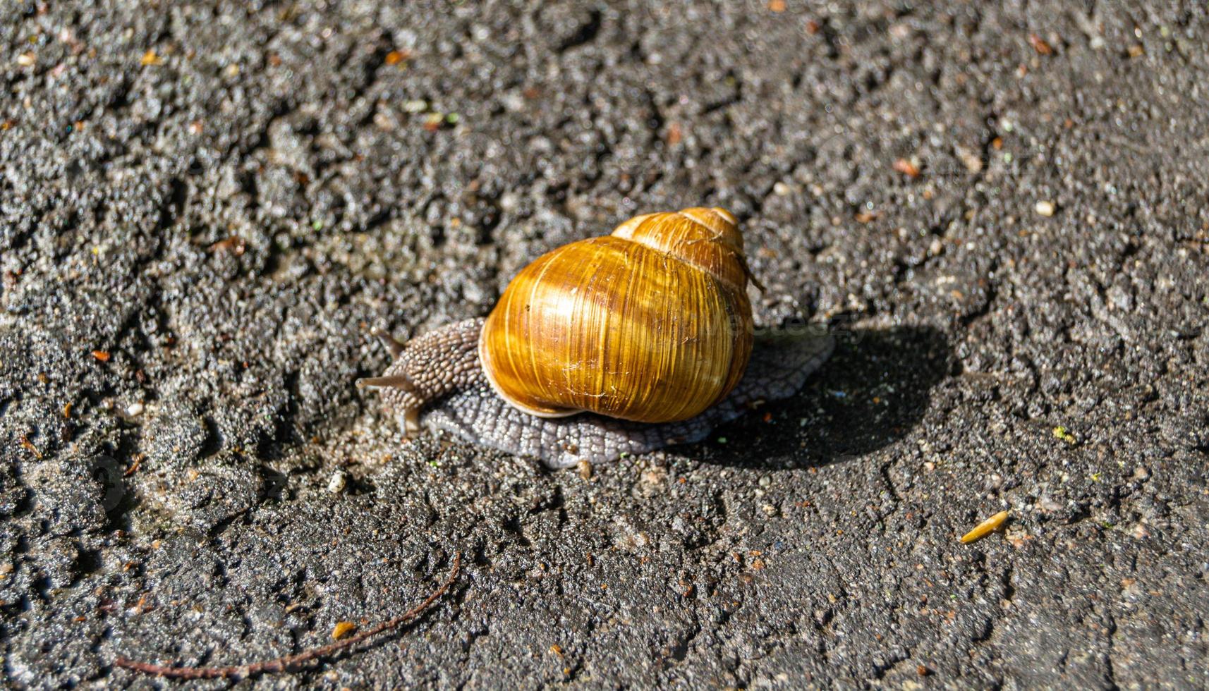 Big garden snail in shell crawling on wet road photo