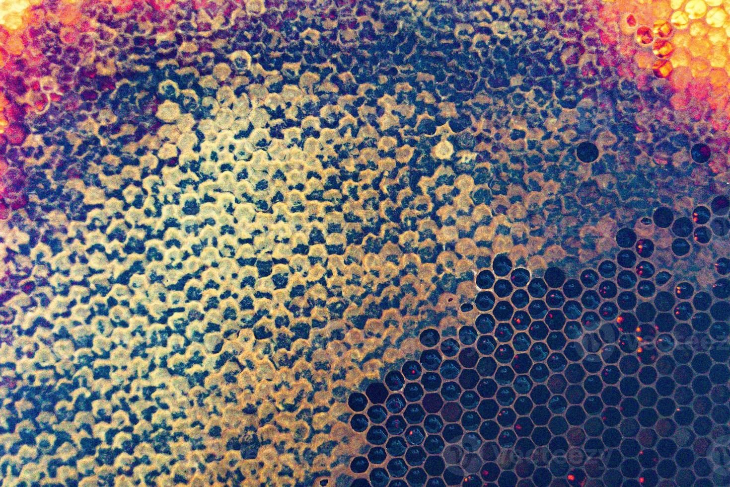 Honeycomb from bee hive filled with golden honey photo