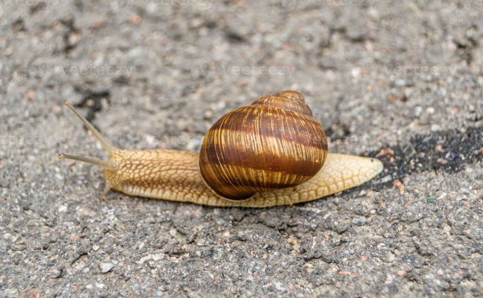 Caracol de jardín grande con concha arrastrándose sobre carretera mojada foto