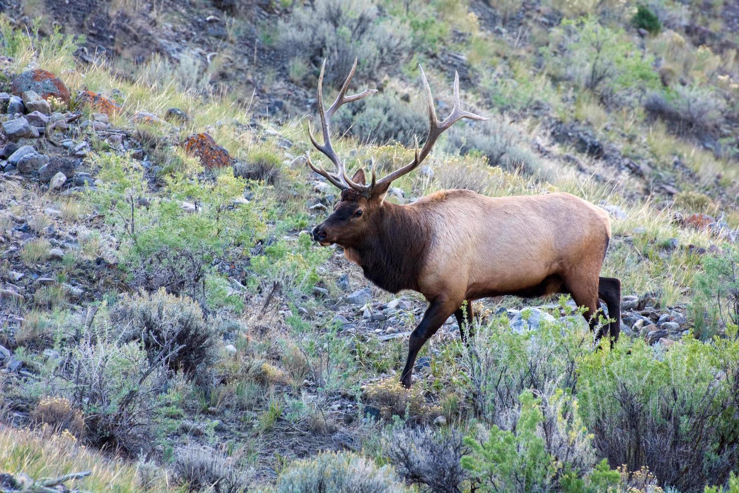 Elk or Wapiti in Yellowstone photo