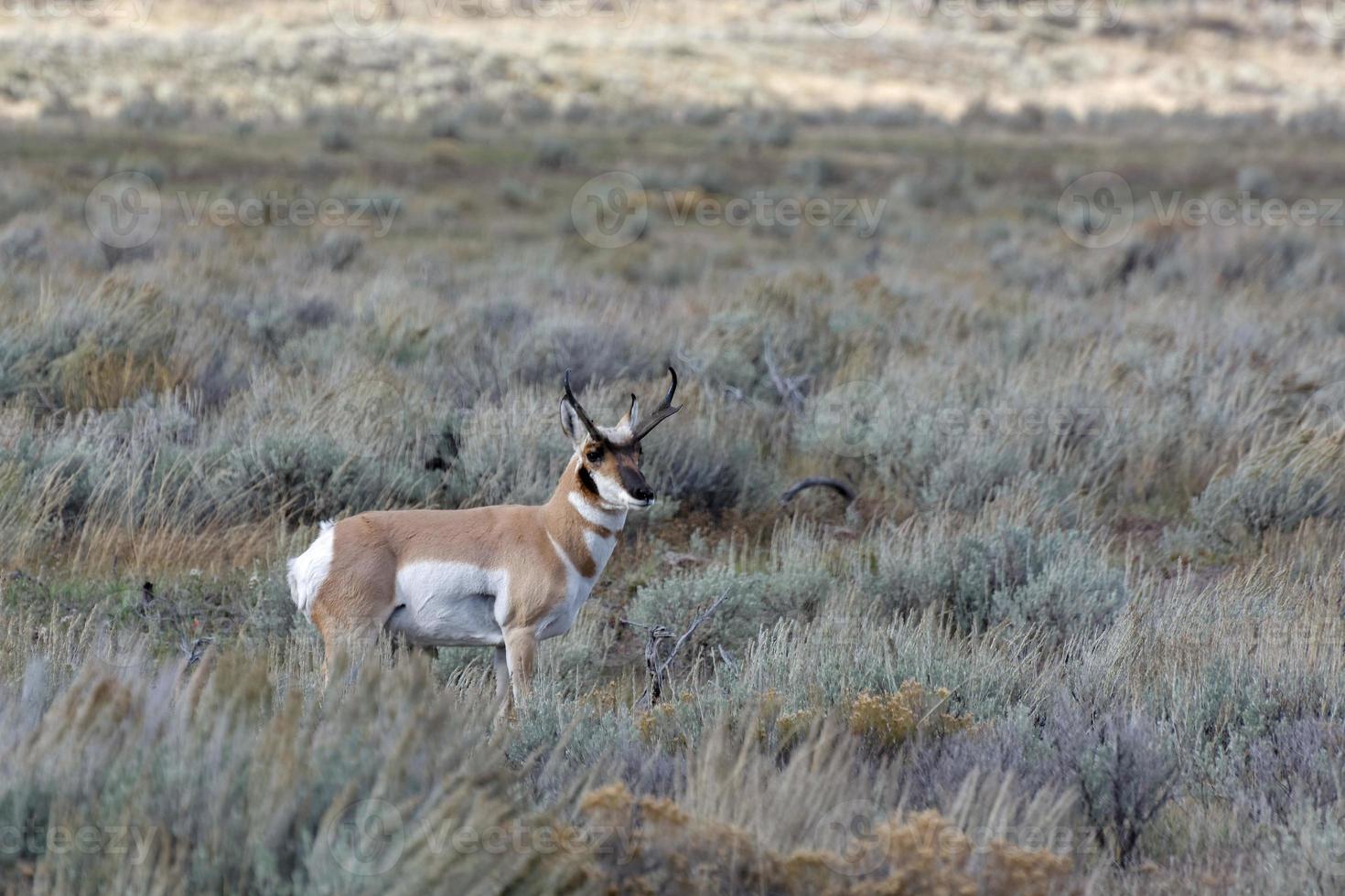 Pronghorn Deer roaming Yellowstone photo