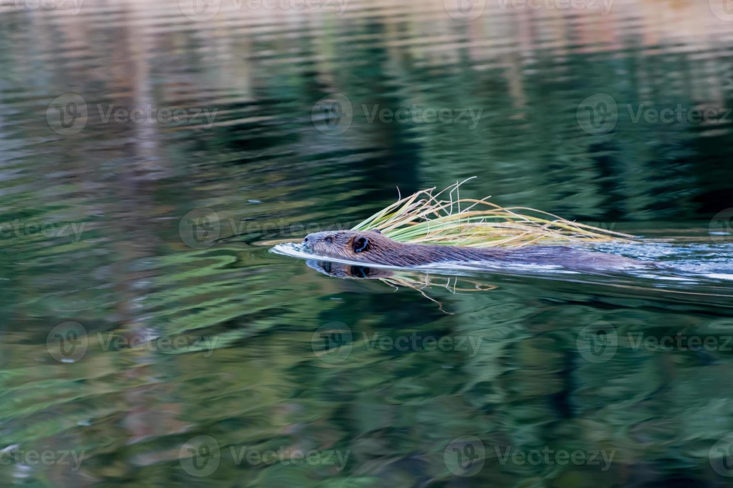 castor norteamericano nadando en el río serpiente foto