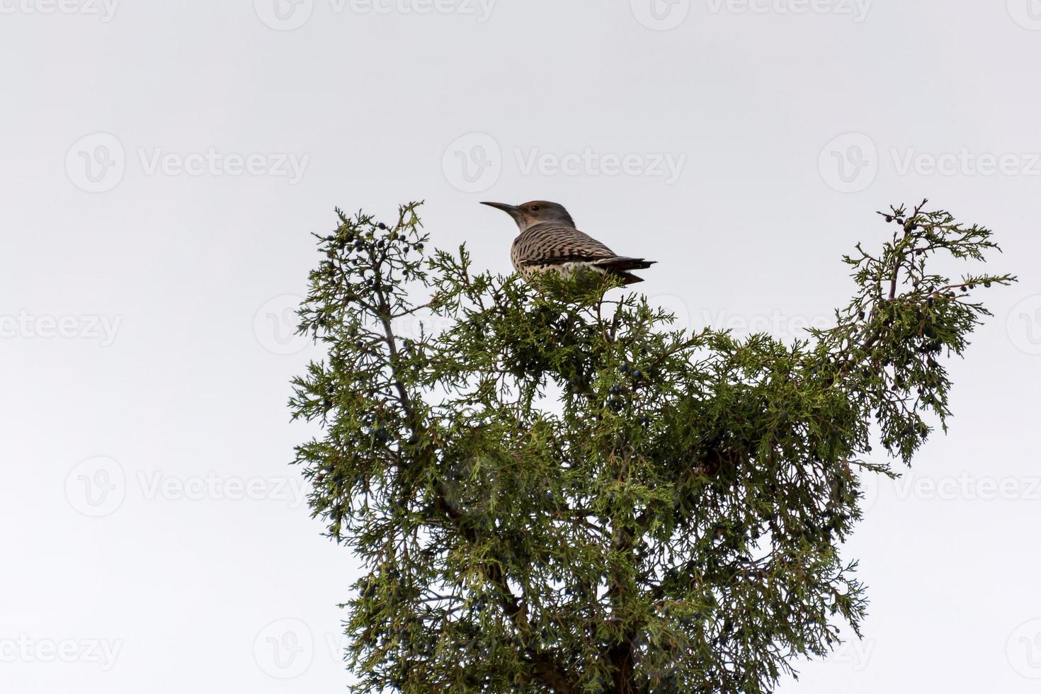 Northern Red-shafted Flicker perched in a tree photo
