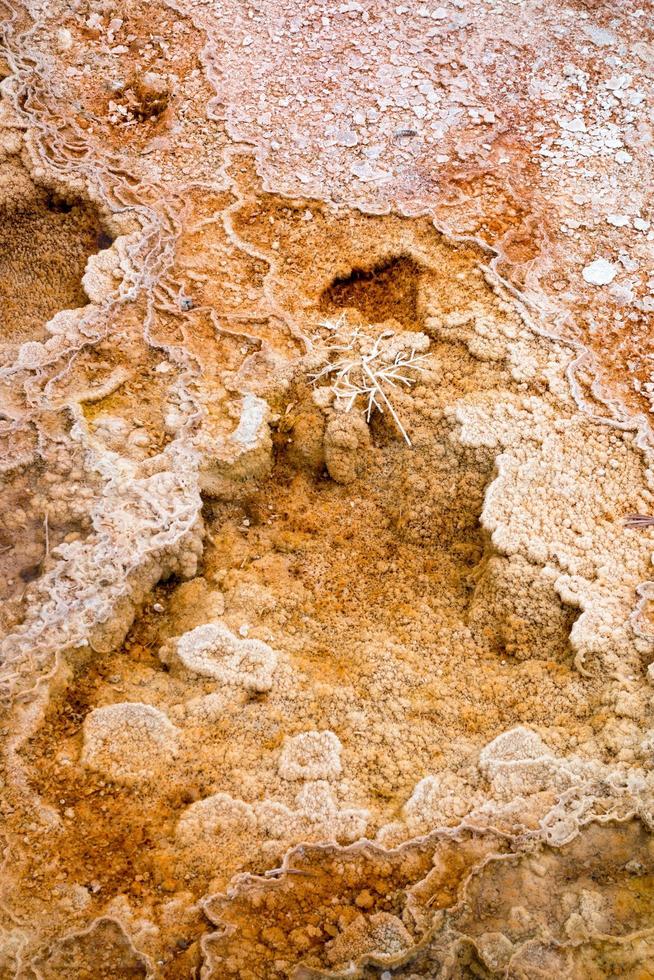 Mammoth Hot Springs foto