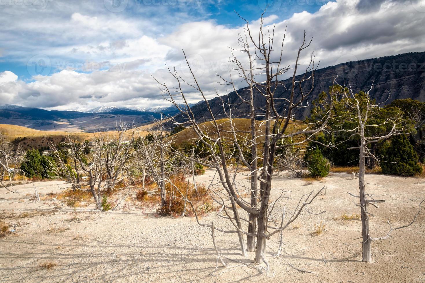 árboles muertos en Mammoth Hot Springs foto