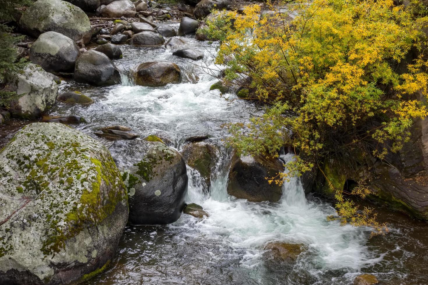 Rapids in Yellowstone photo