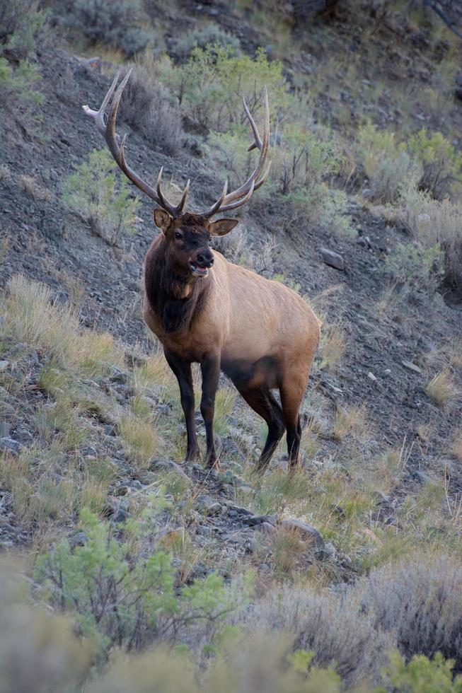 Elk or Wapiti in Yellowstone photo