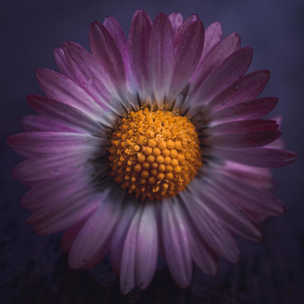 romantic white and pink daisy flower in springtime photo