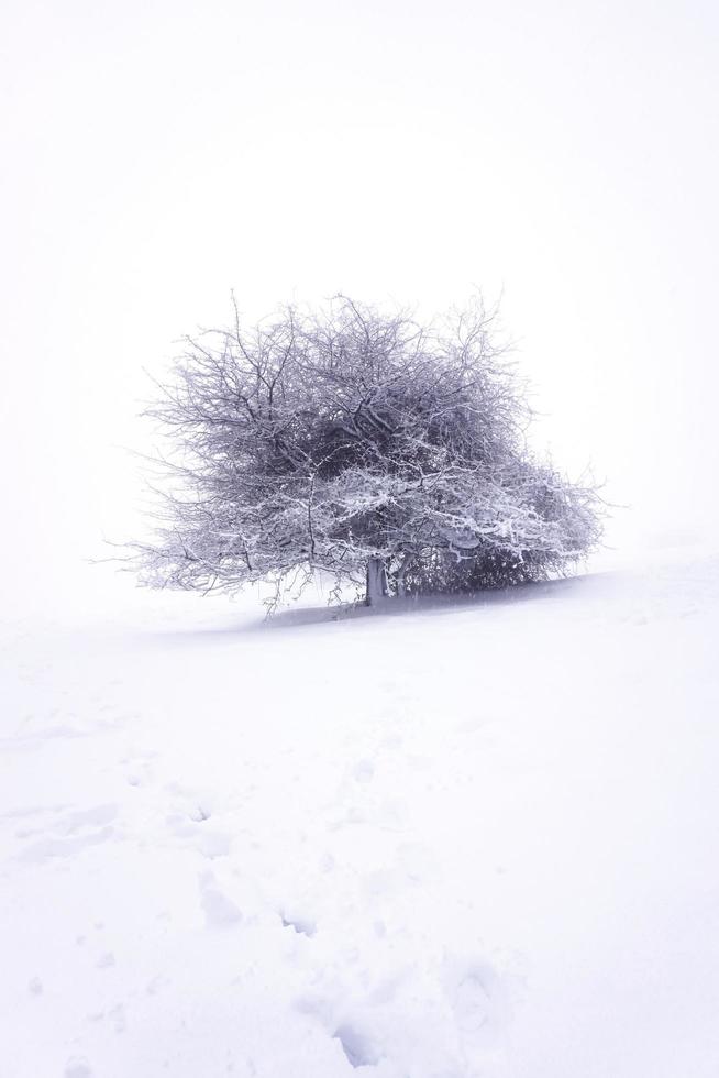 nieve en el árbol de la montaña en temporada de invierno foto